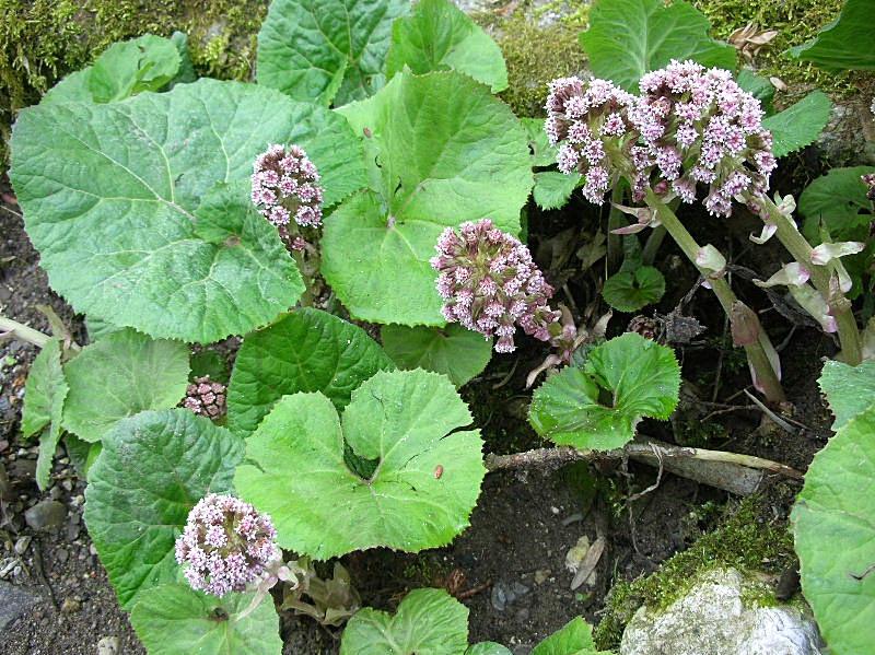 Petasites hybridus / Farfaraccio maggiore